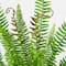 3ft. UV Resistant Artificial Boston Fern Potted Plant with Real Touch Leaves (Indoor/Outdoor)